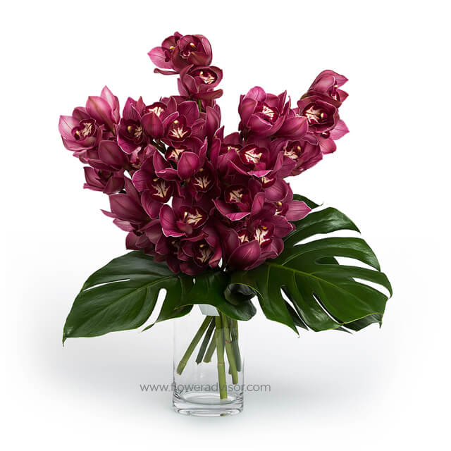 Teluka Wild Raspberry Cymbidium Orchids