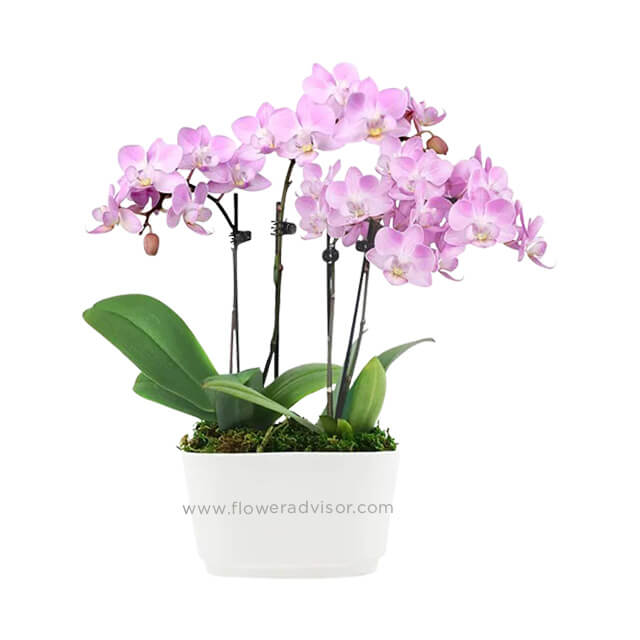 Fantasy Pink Orchids