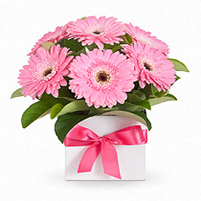 Purity Gerbera