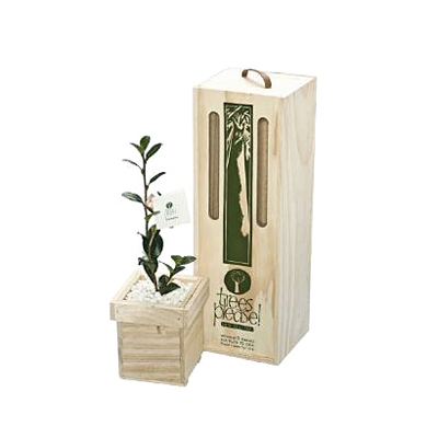 Camellia Japonica Tree