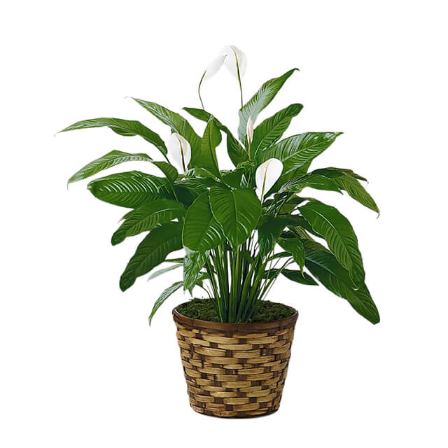 Tranquil Moments Peace Lily Plant