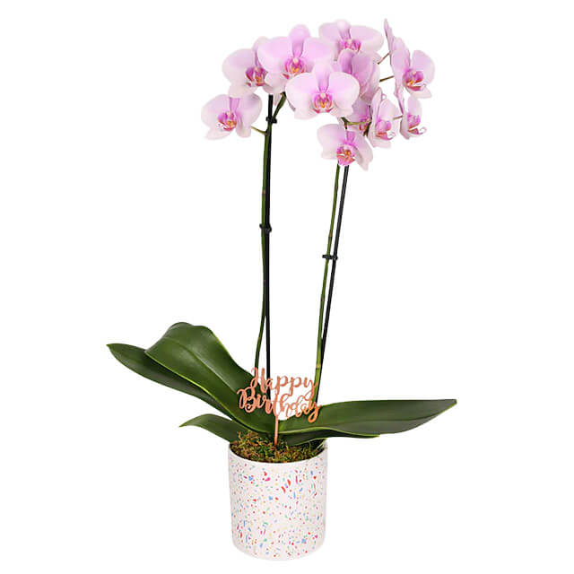 Pink Birthday Bliss Orchid