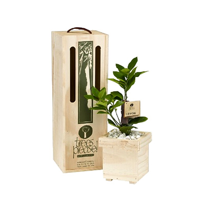 Lemon Tree Gift Box
