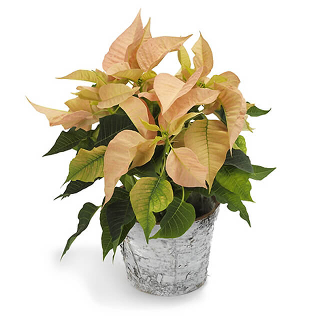 Light Poinsettia