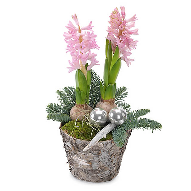 Pink Christmas Hyacinths