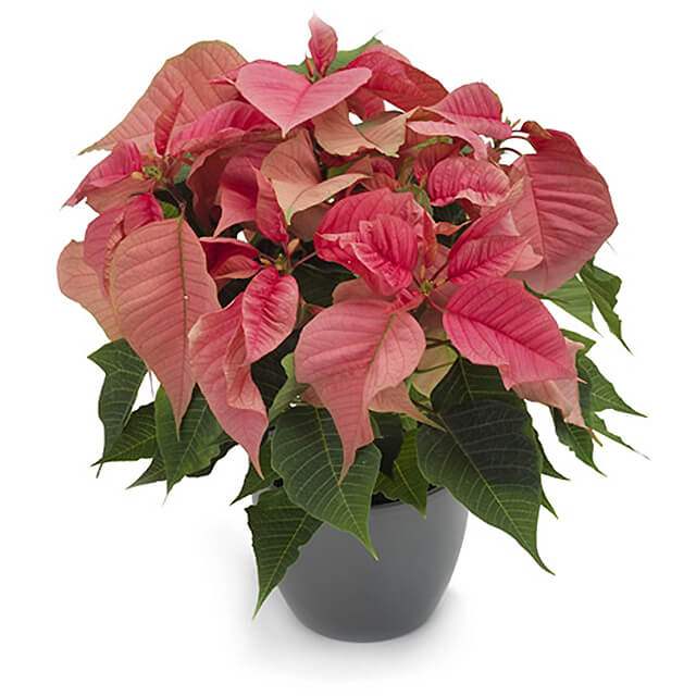 Fuchsia Poinsettia