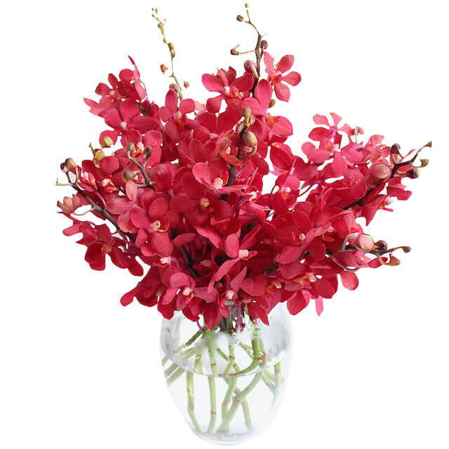 Red Orchids Gentle Soul