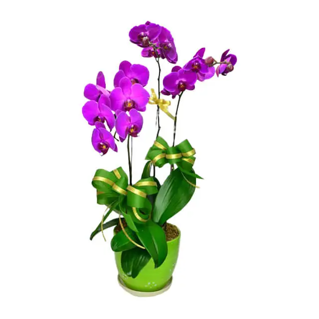 Triple Take - CNY Flowers 2025