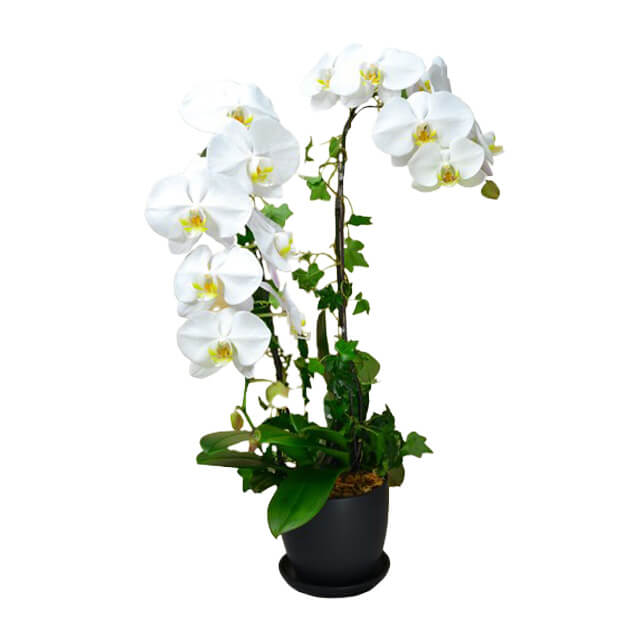 Double White Snooze - CNY Flowers