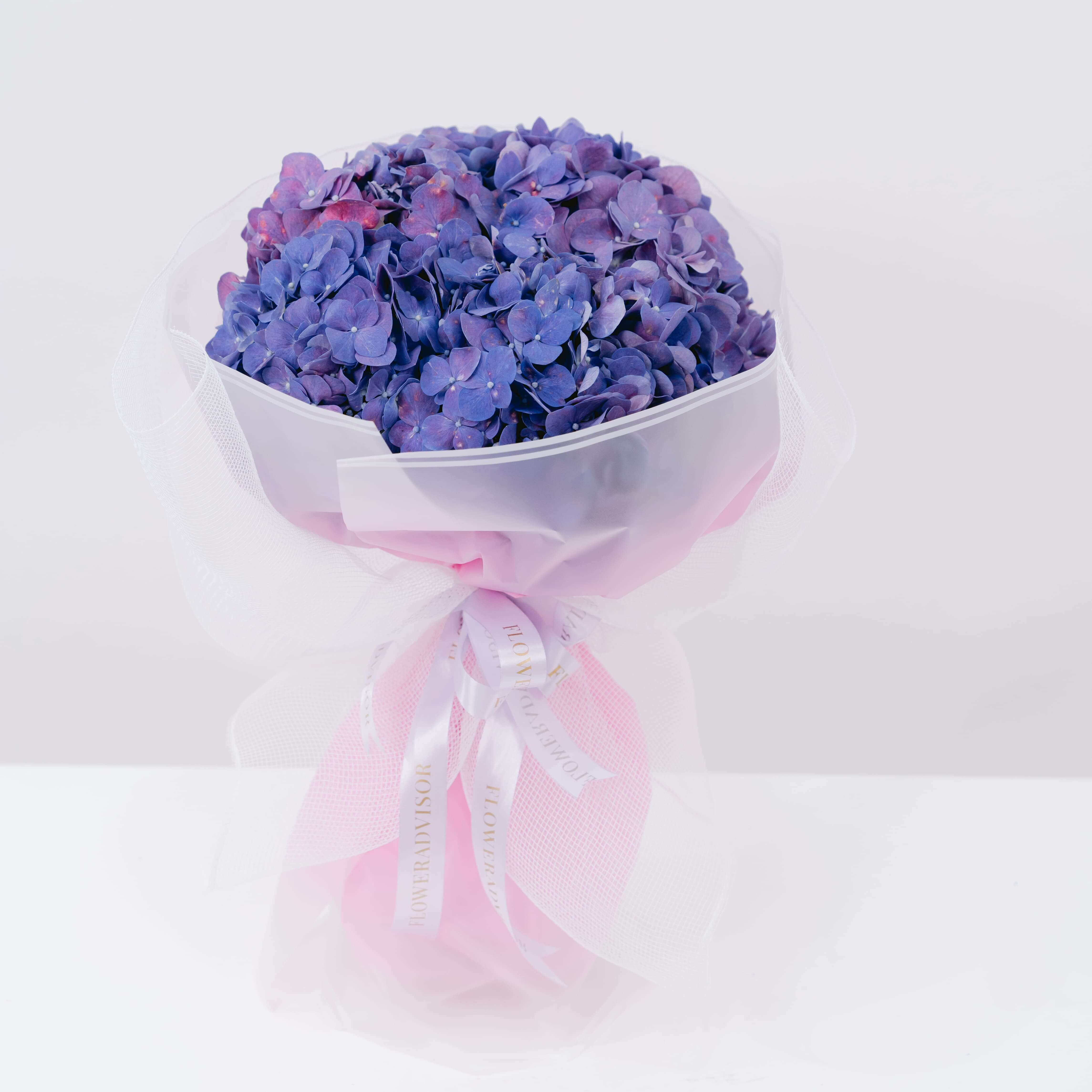 Violet Haze Hydrangea
