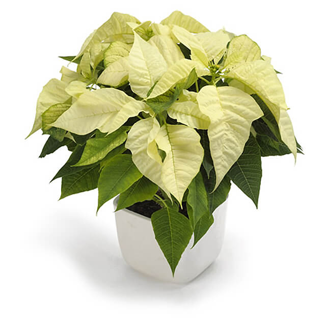 White Poinsettia